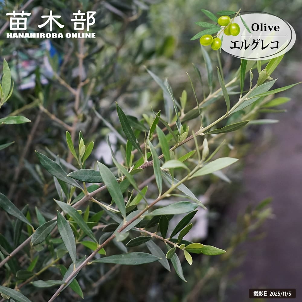 3年生苗 | 苗木部 本店 By 花ひろばオンライン