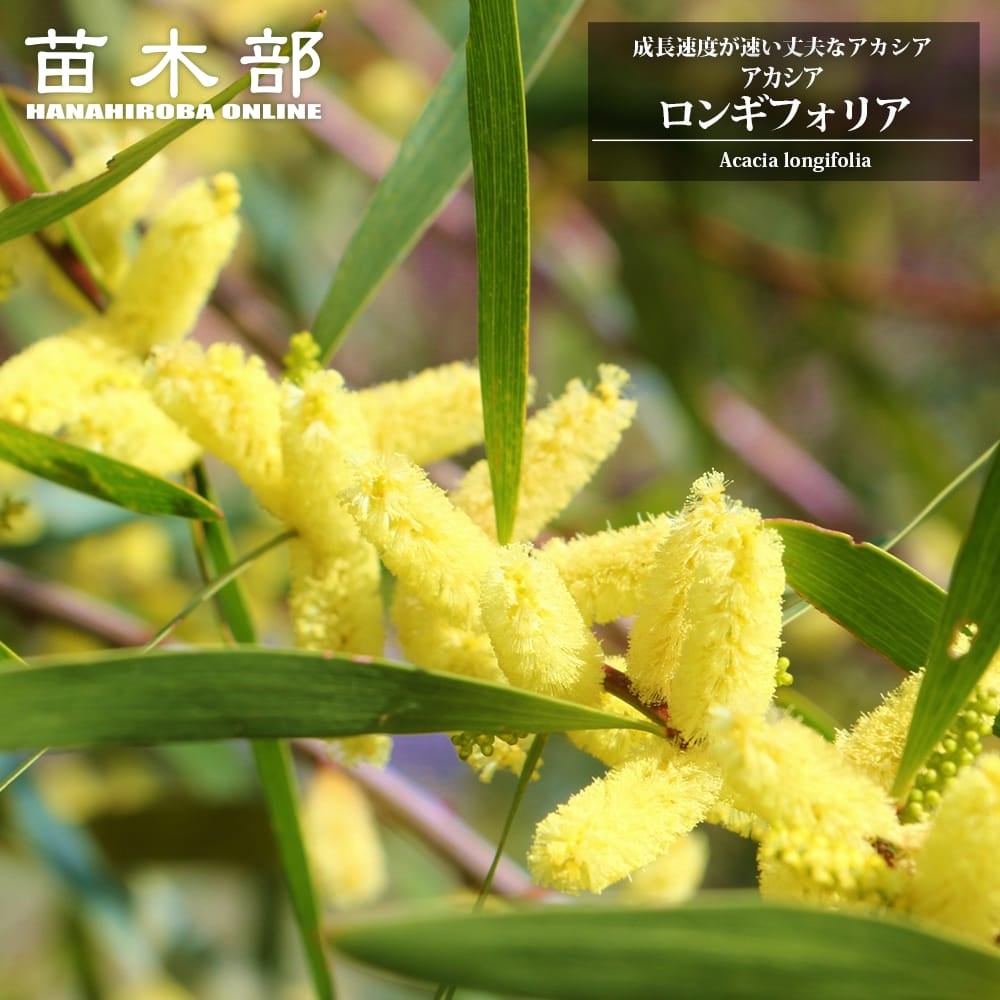 アカシア スペクタビリスの販売 苗木部 By 花ひろばオンライン