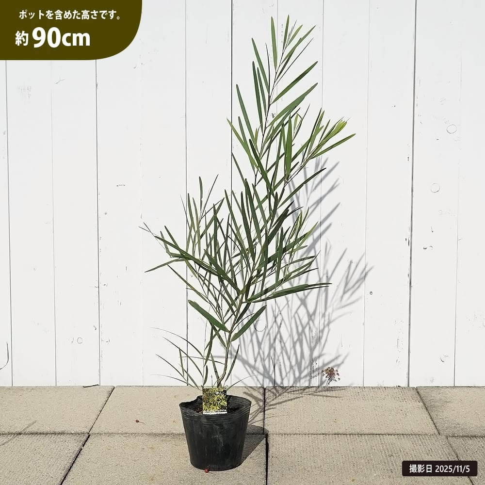 アカシア ロンギフォリア 苗 販売 苗木部 By 花ひろばオンライン