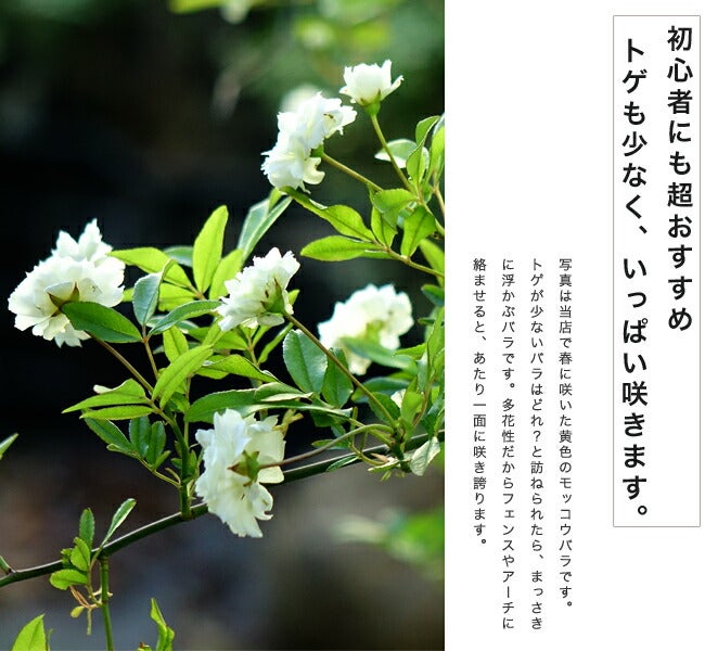 モッコウバラ　薔薇　白・ホワイト　苗　花卉園芸　観葉植物　ばら モッコウバラ 白八重 原種系 苗 通販 苗木部 By 花ひろばオンライン