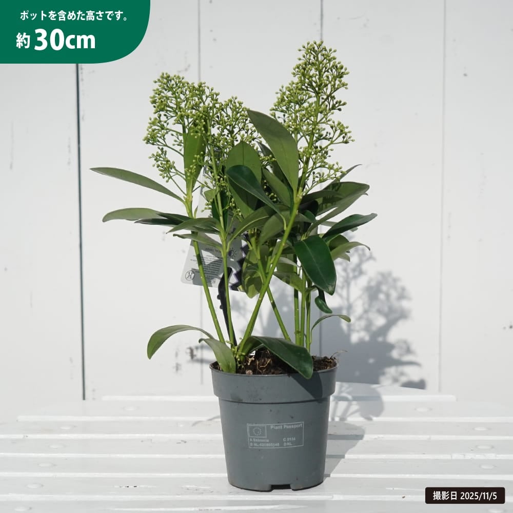 スキミア 花が咲く雄株 ホワイトグローブ 苗 販売 苗木部 By 花ひろば