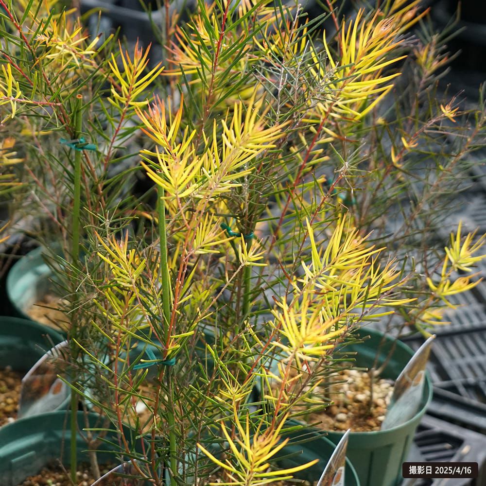 アカシア フェニックスゴールド 苗 通販 苗木部 By 花ひろばオンライン