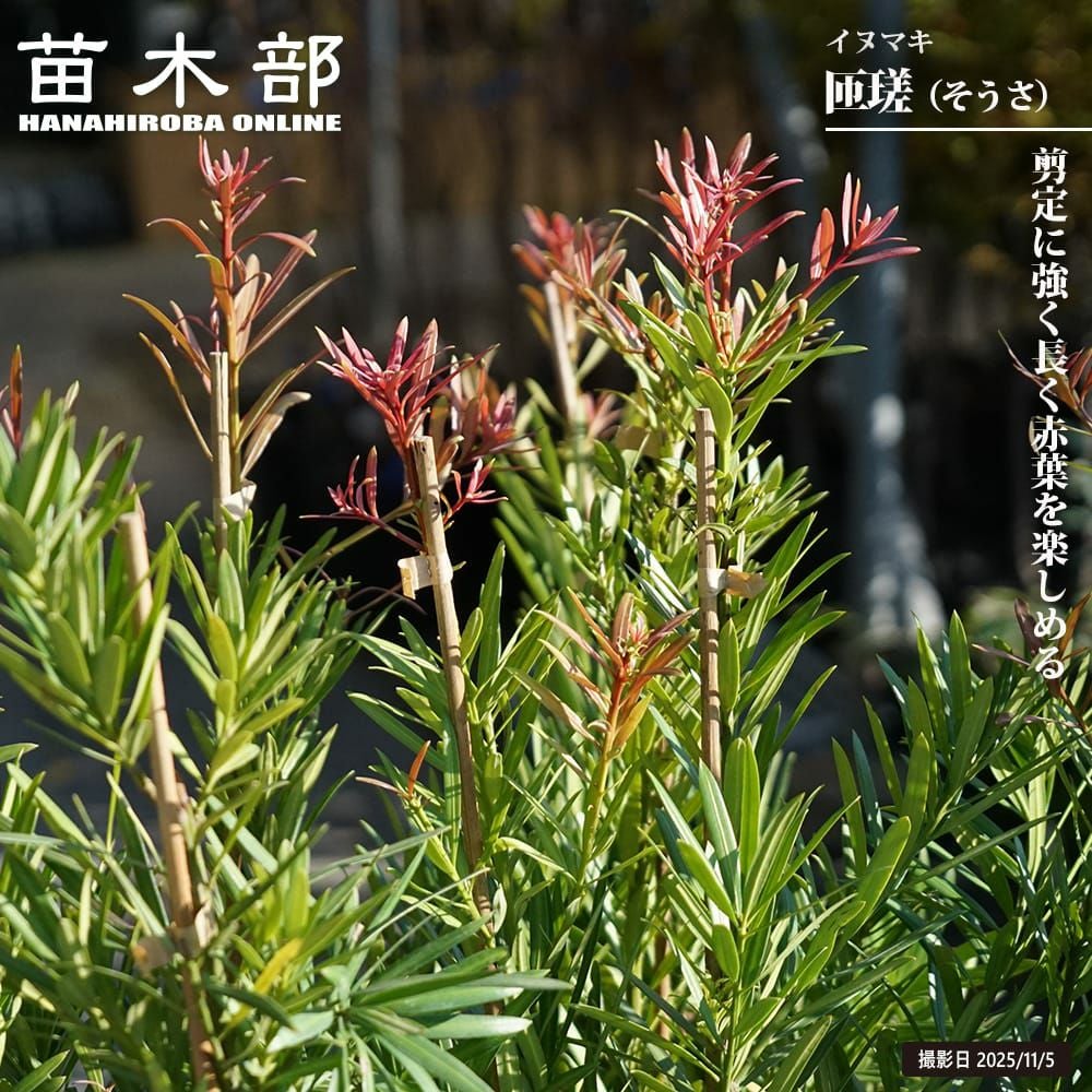 イヌマキ 匝瑳 苗 販売 苗木部 By 花ひろばオンライン