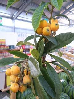 ビワの苗木一覧 果樹苗専門店の通販 苗木部 By 花ひろばオンライン本店