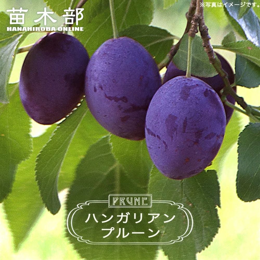 プラム・スモモ プルーン シュガー 苗 販売 苗木部 By 花ひろばオンライン