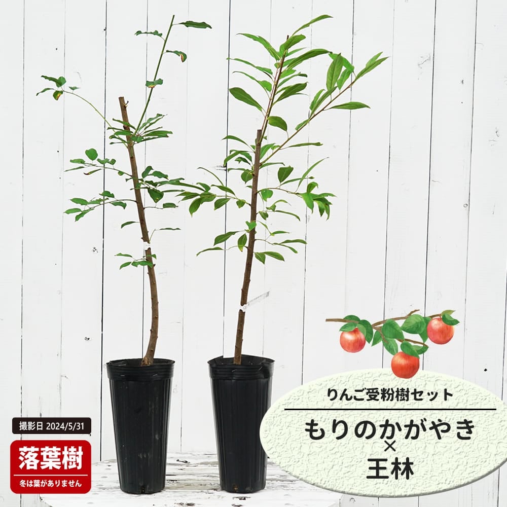 りんご もりのかがやきと王林の受粉樹セット