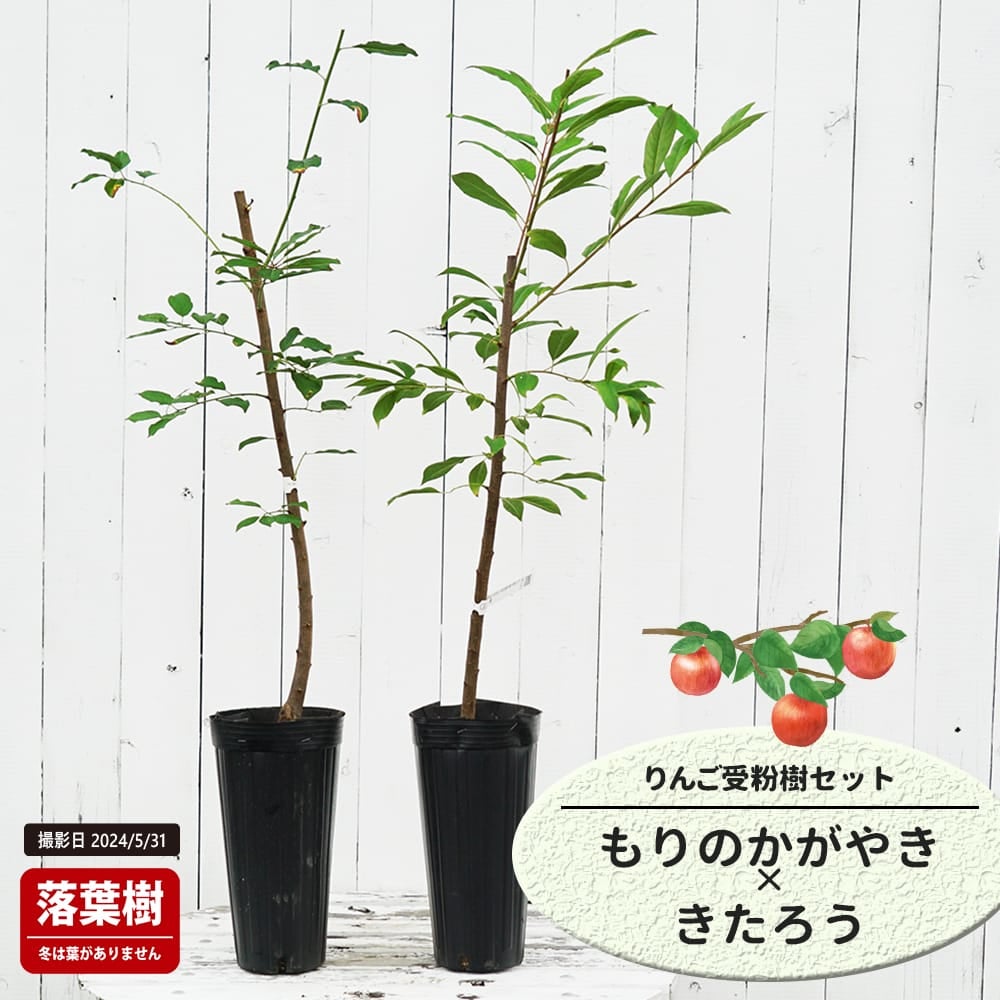 りんご もりのかがやきときたろうの受粉樹セット