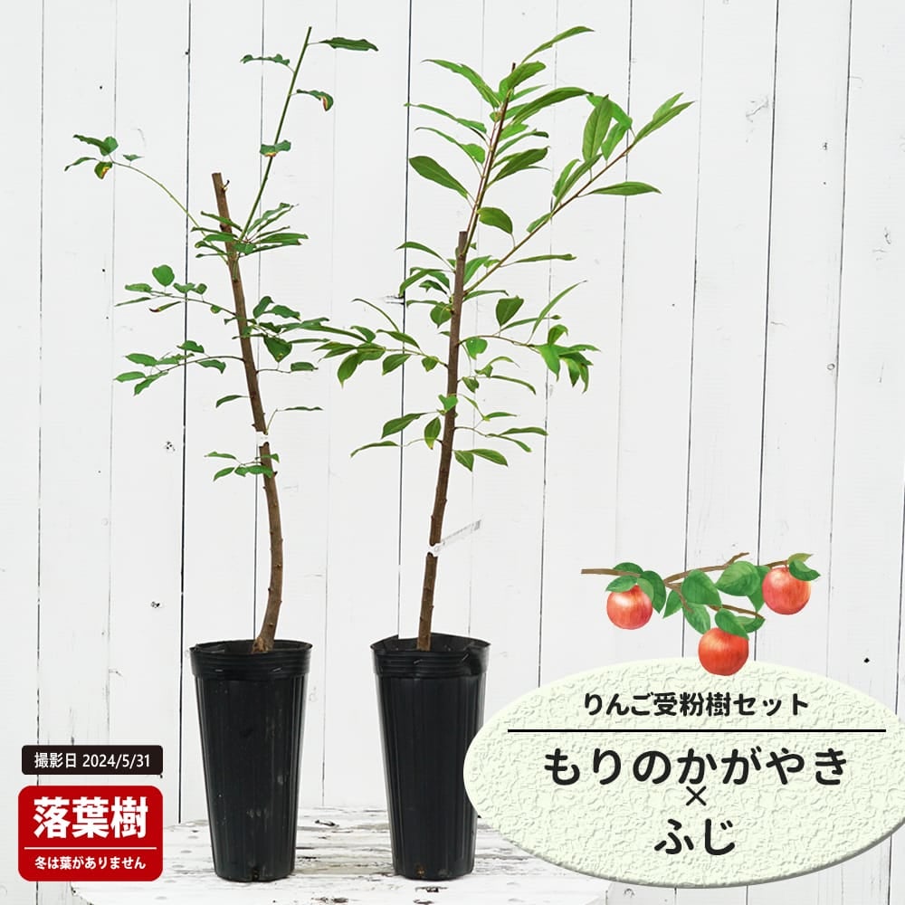 りんご もりのかがやきとふじの受粉樹セット