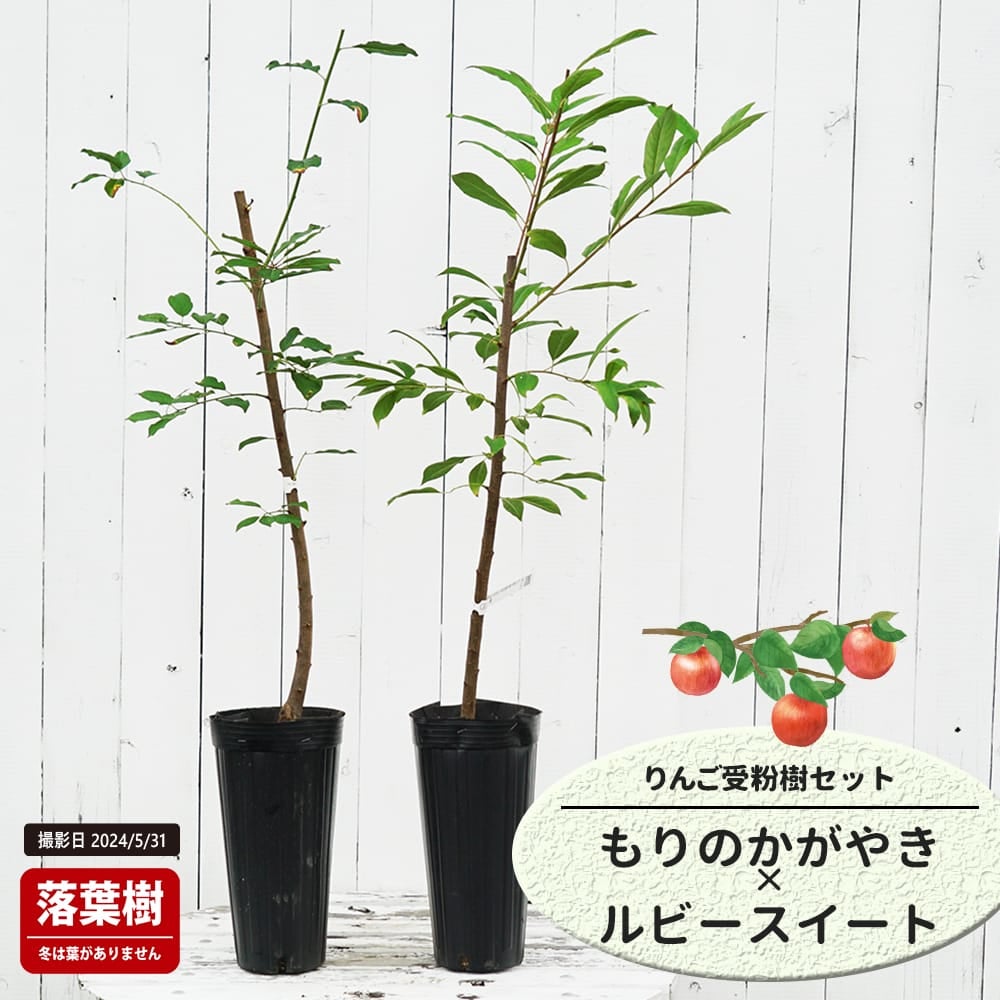 りんご もりのかがやきとルビースイートの受粉樹セット