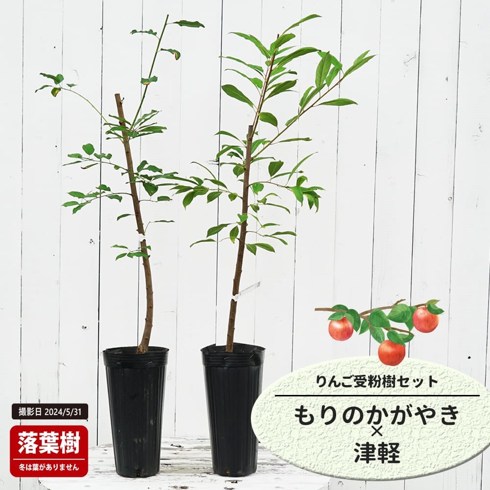 りんご もりのかがやきと津軽の受粉樹セット