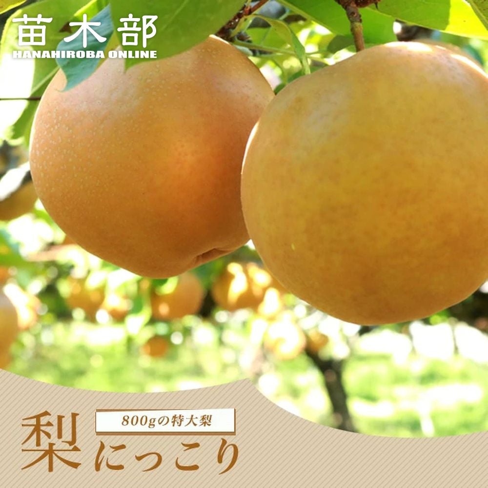 000000043172-01.jpg?size=l&w=