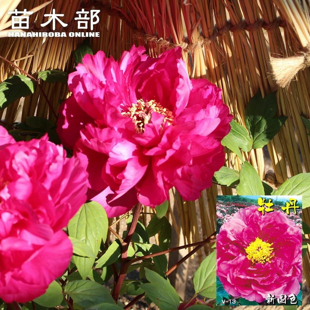 000000143150-01.jpg?size=m&w=