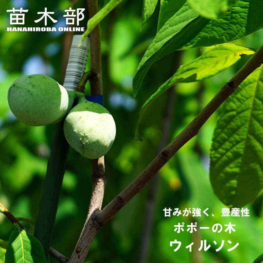 接木　ポポー　ウィルソン　苗木 花ひろば 苗木部 : 爆買いweek 1年生接木苗 ウィルソン 苗木 ポポー 落葉樹
