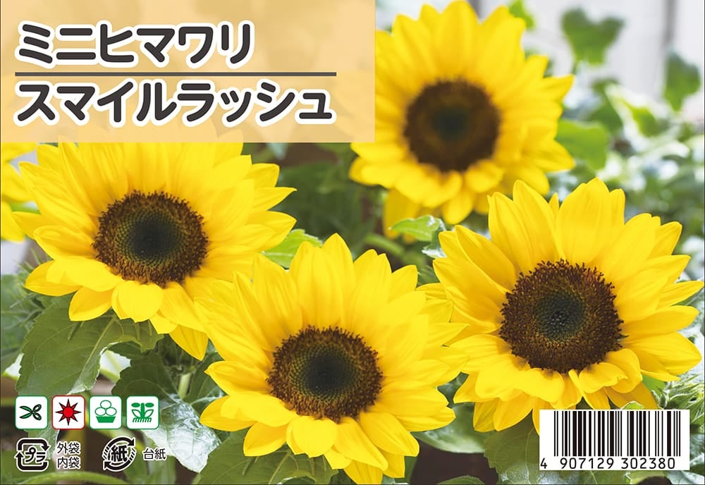 ひまわり スマイルラッシュ 苗 販売 苗木部 By 花ひろばオンライン