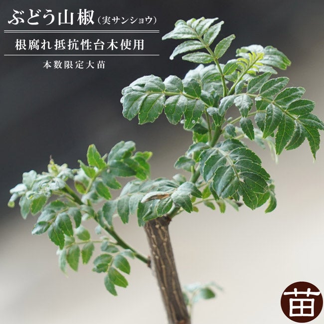 ブドウサンショウ　(中国台木) 3本 サンショウ ぶどう山椒 苗 鉢植え 苗木部 By 花ひろばオンライン