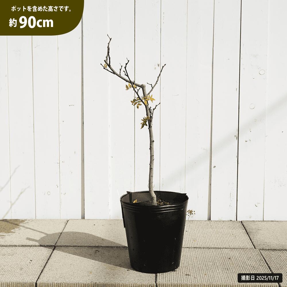 サンショウ ぶどう山椒 苗 鉢植え 苗木部 By 花ひろばオンライン