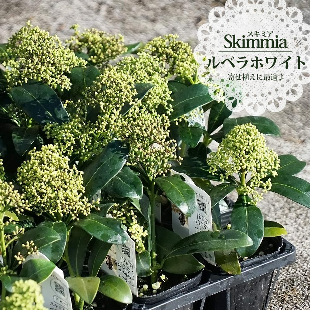 スキミア ルベラ ルベラレッド ルベラホワイト 苗 販売 苗木部 By 花