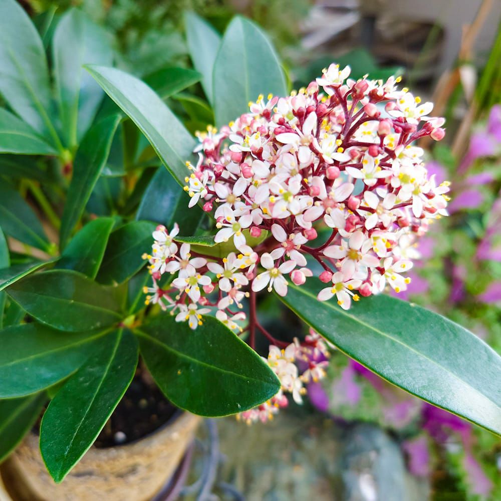 スキミア ルベラ ルベラレッド ルベラホワイト 苗 販売 苗木部 By 花