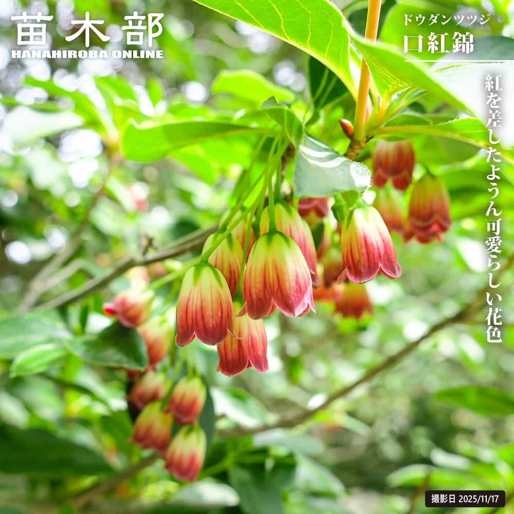 ドウダンツツジ | 苗木部 本店 By 花ひろばオンライン