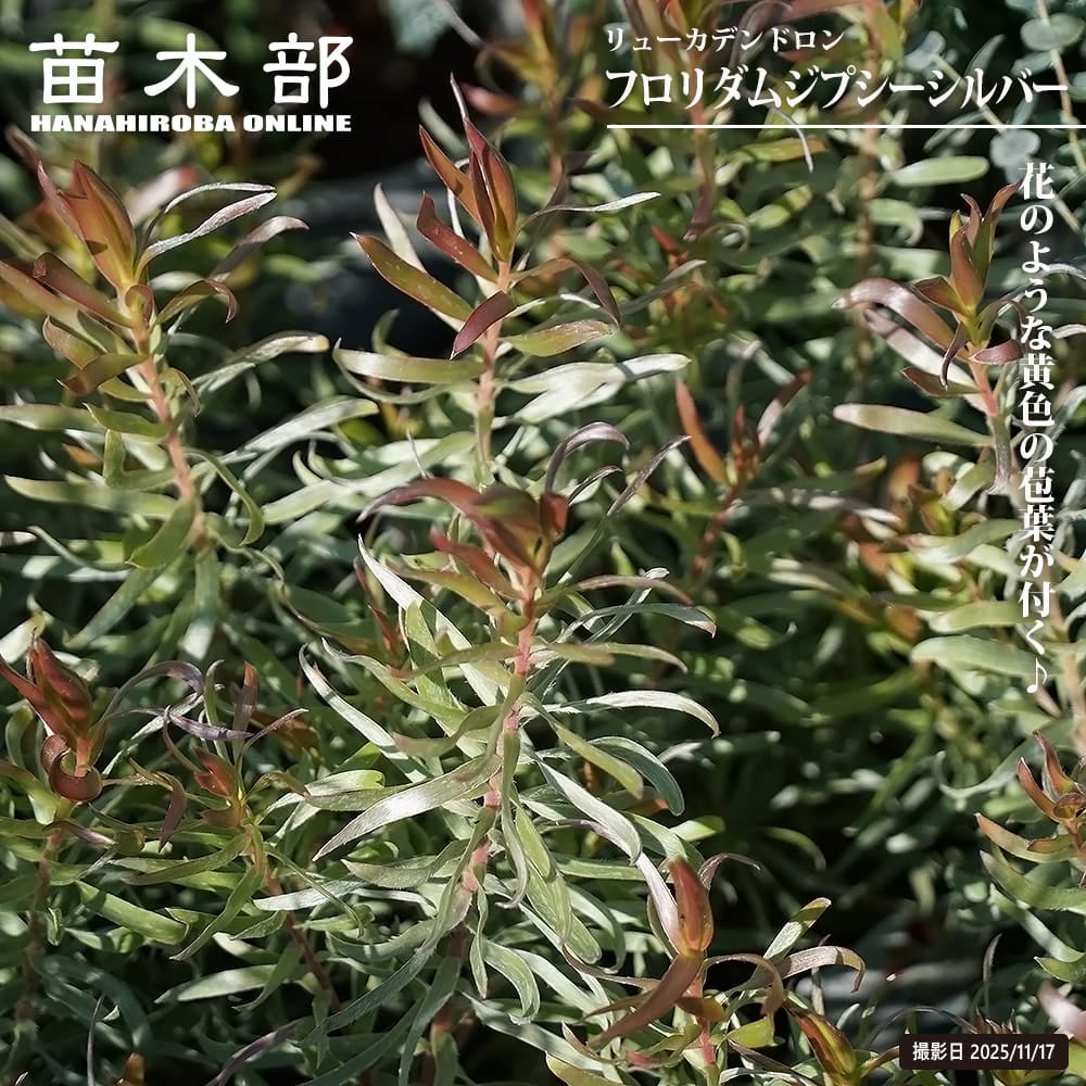 グレビレア・リューカデンドロン | 苗木部 本店 By 花ひろばオンライン