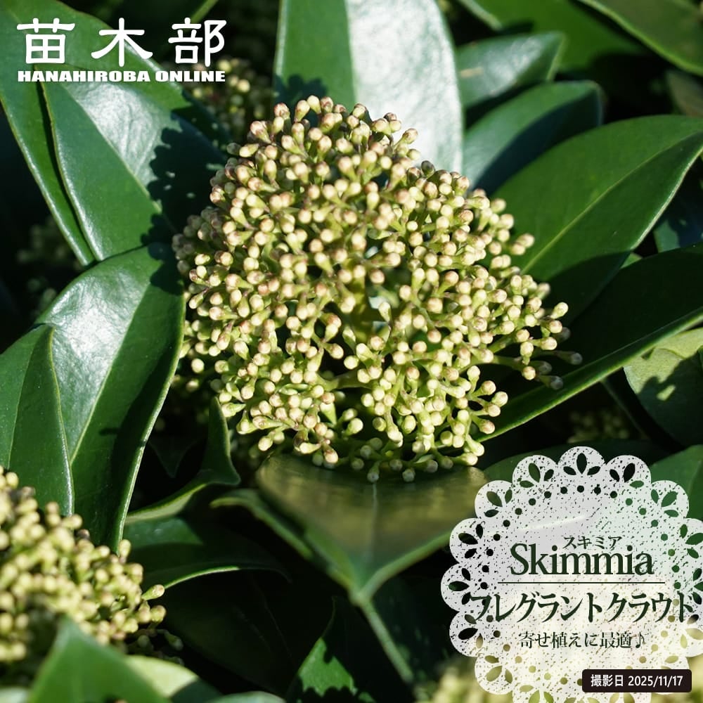 スキミア 花が咲く雄株 フレグラントクラウド 苗 販売 苗木部 By 花