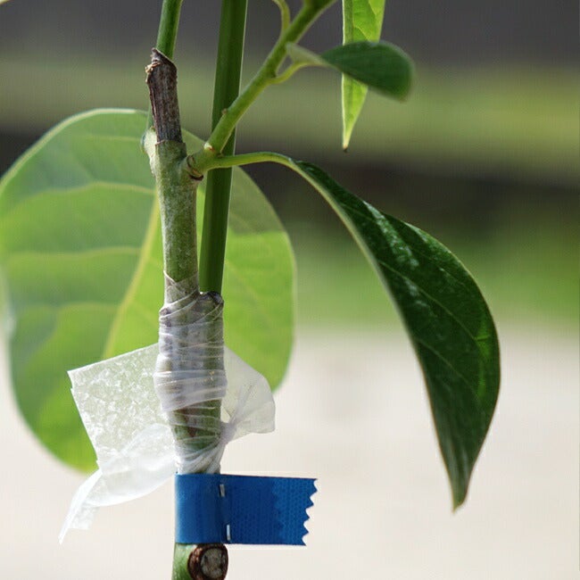 アボカド Aタイプ メキシコーラ 苗 販売 苗木部 By 花ひろばオンライン