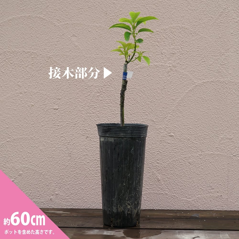 000000043651-04.jpg?size=l&w=
