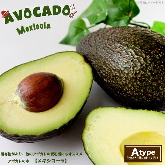 アボカド Aタイプ メキシコーラ 苗 販売 苗木部 By 花ひろばオンライン