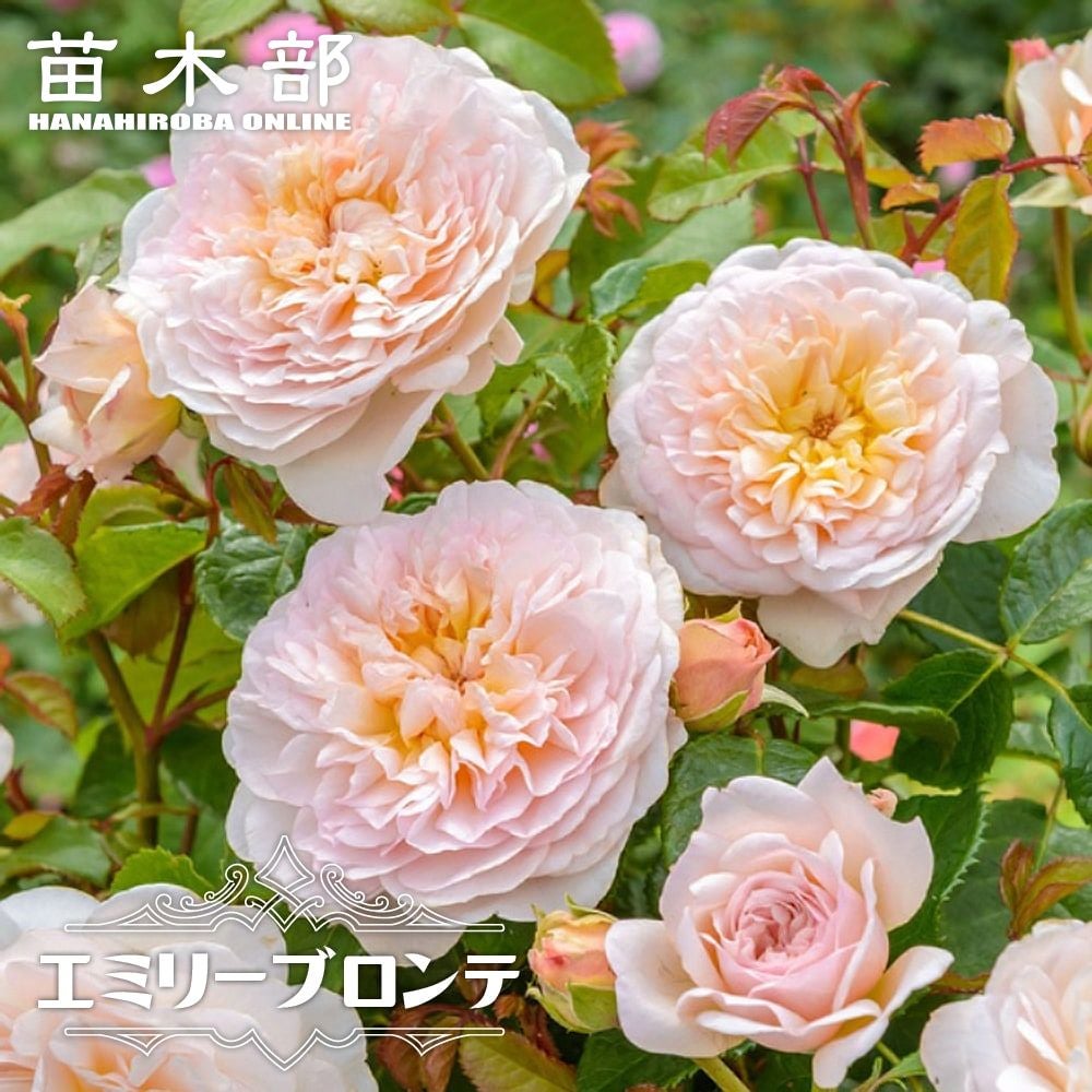 000000043652-01.jpg?size=l&w=
