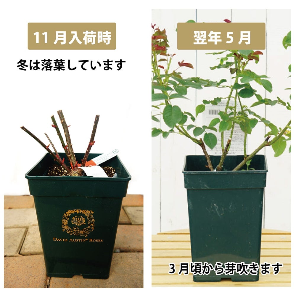 000000043653-03.jpg?size=l&w=