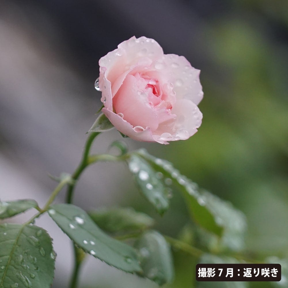 バラ 苗 販売 苗木部 By 花ひろばオンライン