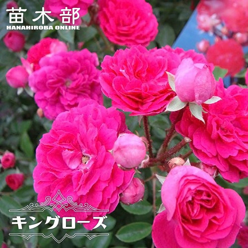 ⭐️専用⭐️薔薇　キングローズ  つるバラ   挿し木根付き苗 000000143777-01.jpg?size=l&w=