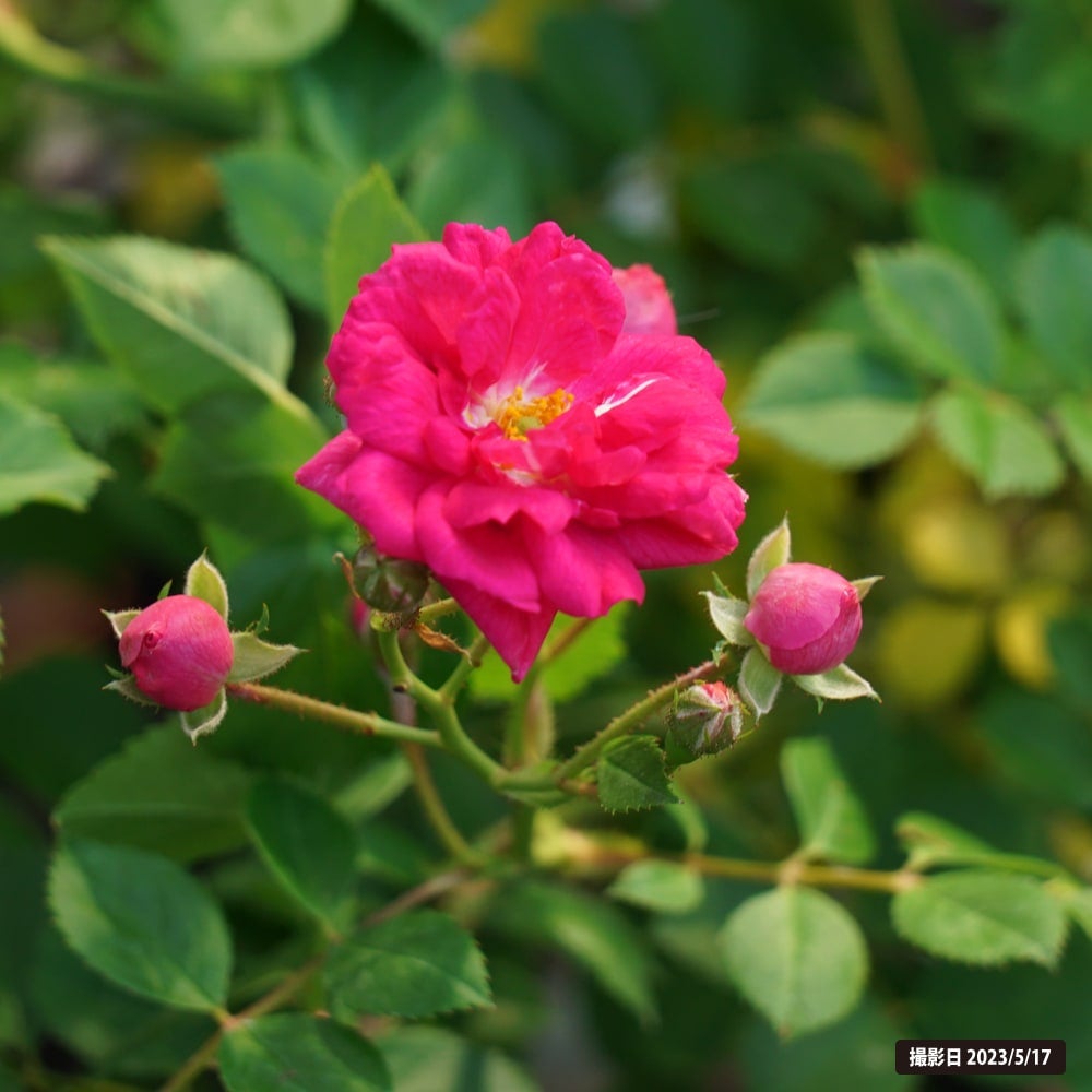 ⭐️専用⭐️薔薇　キングローズ  つるバラ   挿し木根付き苗 キングローズ（つるバラ・強健種）挿し木バラ苗 45cm大きな苗 ポット