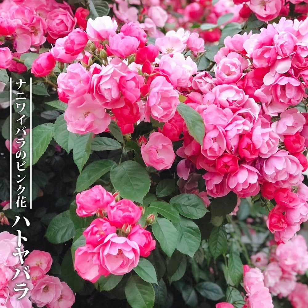 バラ 群舞 R ランブラー （つるバラ） 苗 販売 苗木部 By 花ひろば