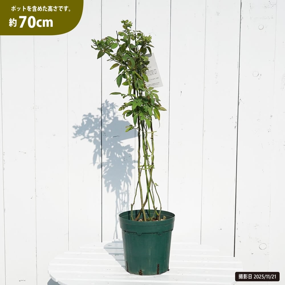 モッコウバラ カオリモッコウバラ 原種系 苗 販売 苗木部 By 花ひろば