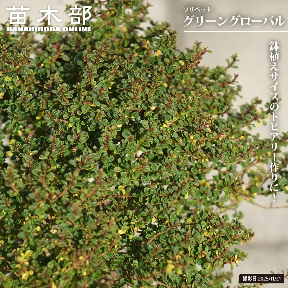 ハマヒサカキ 苗 販売 苗木部 By 花ひろばオンライン