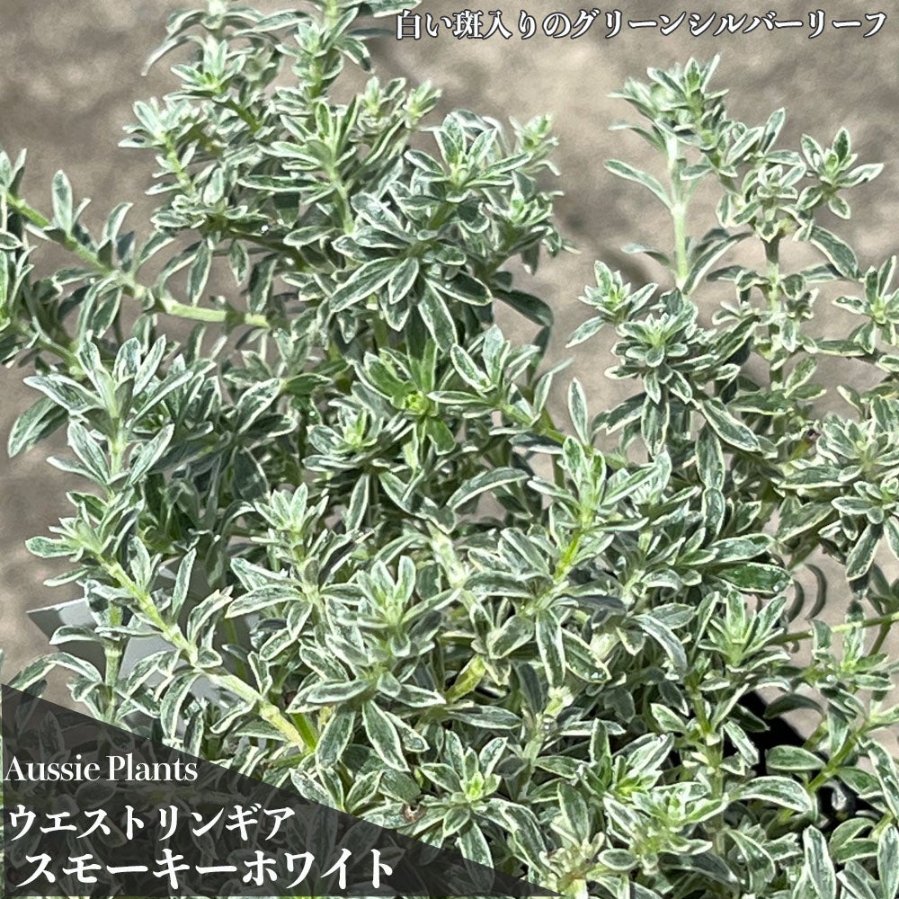 ウエストリンギア スモーキーホワイト・コニファーブルーアイス苗木 2種セット❗ 000000143781-02.jpg?size=l&w=