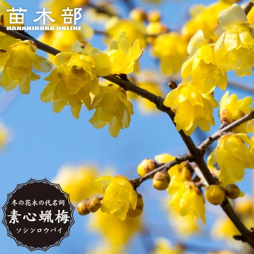 000000043848-01.jpg?size=l&w=
