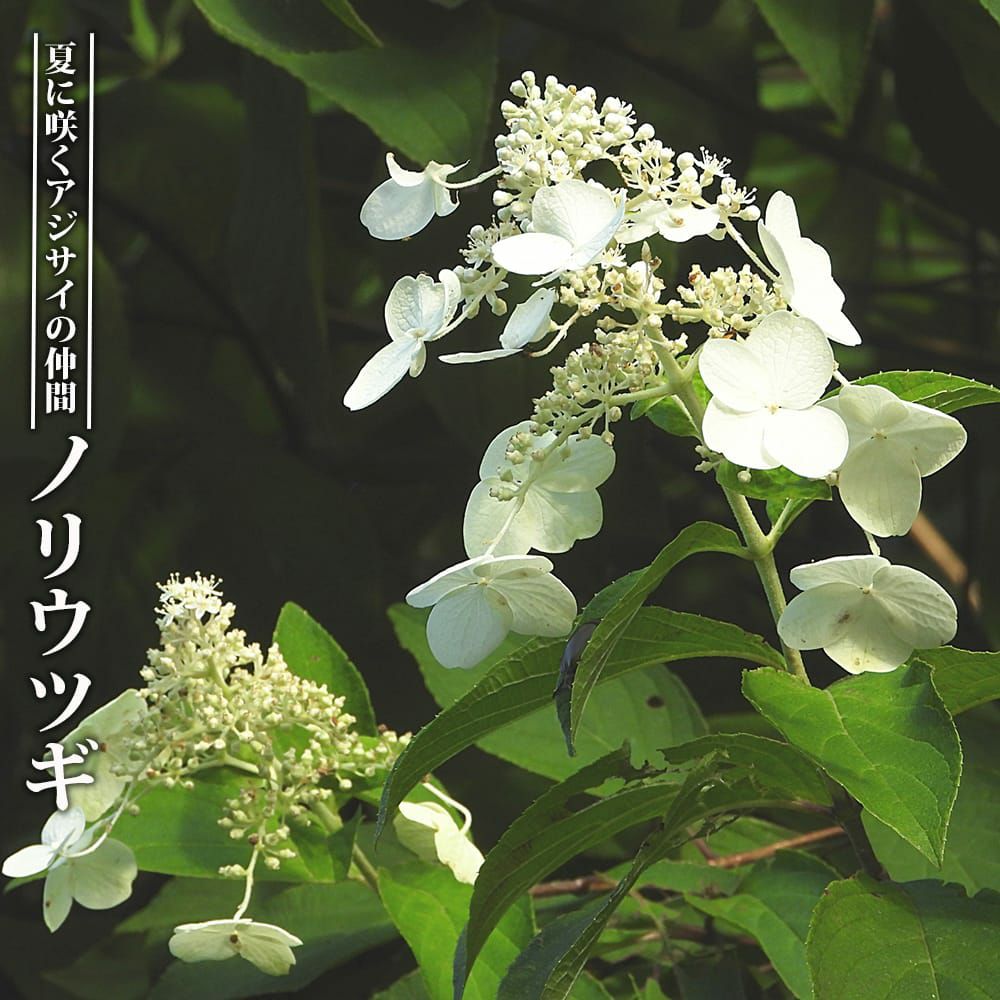 000000043850-01.jpg?size=l&w=