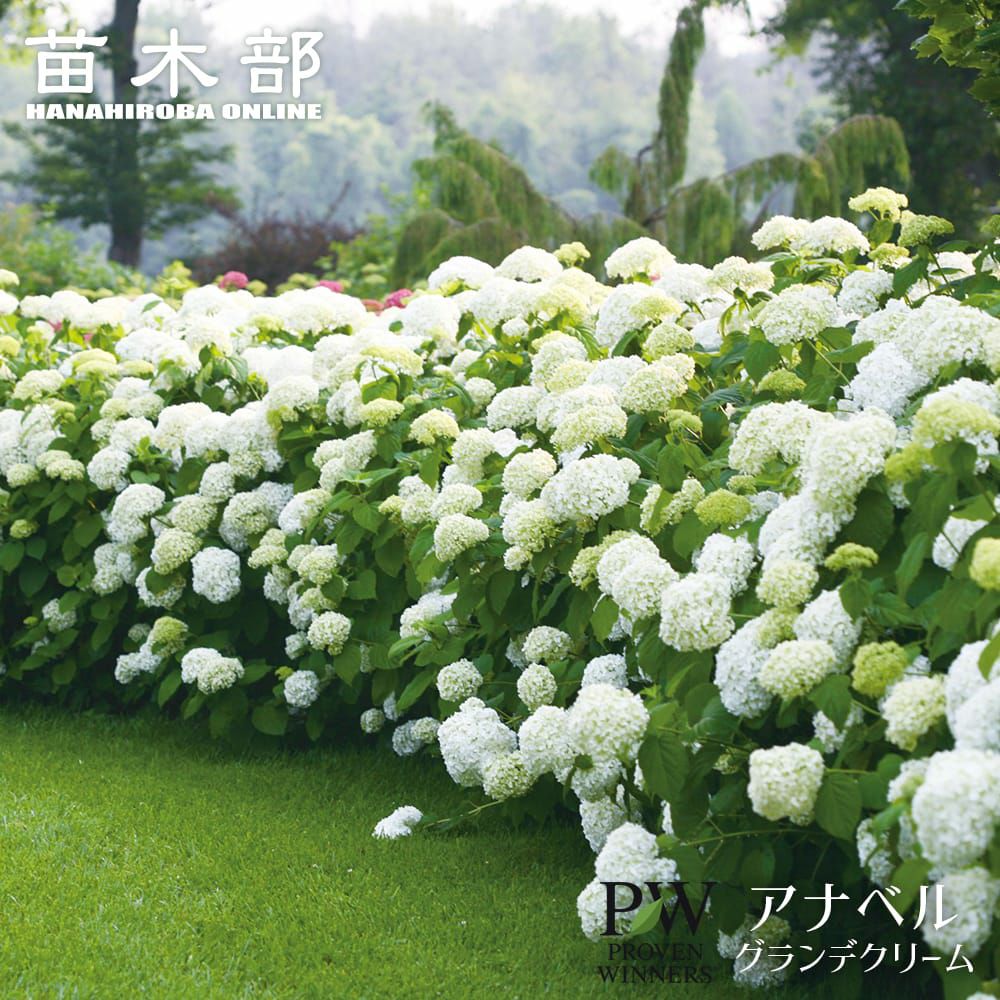 000000043851-01.jpg?size=l&w=