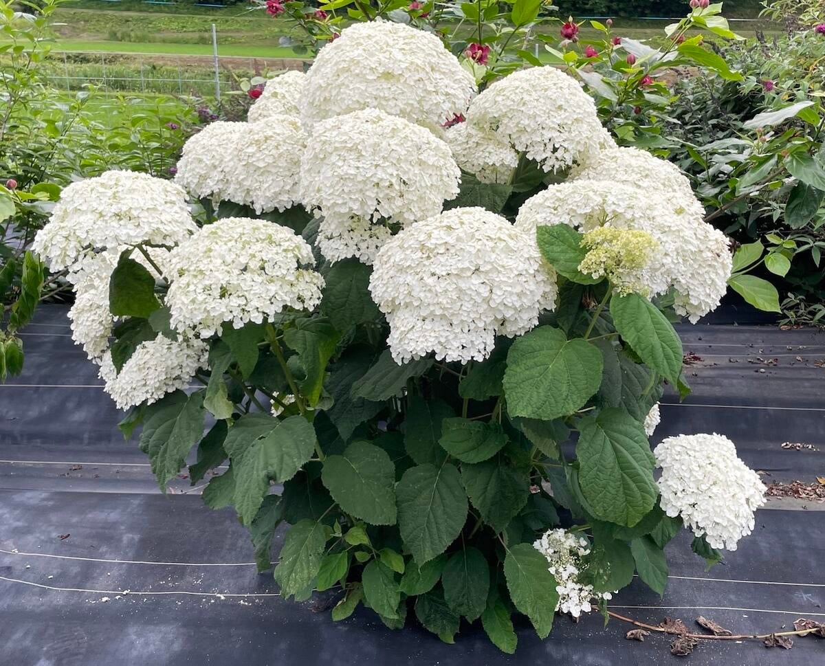 アナベル グランデ クリーム アメリカアジサイ 苗 販売 苗木部 By 花