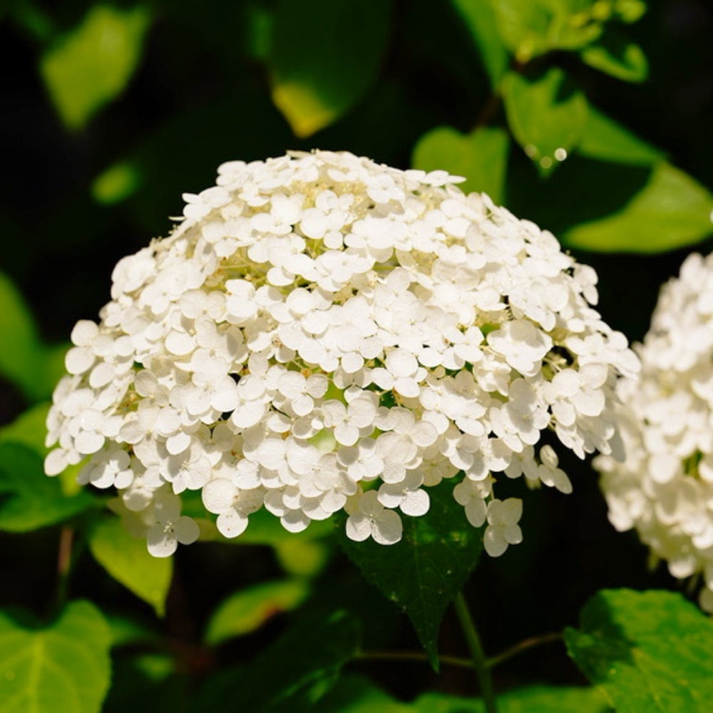 アナベル グランデ クリーム アメリカアジサイ 苗 販売 苗木部 By 花