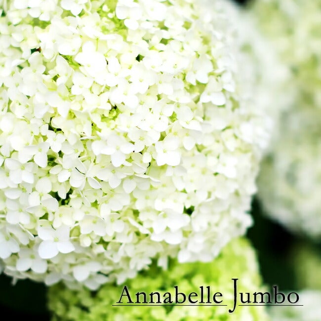 000000043851-06.jpg?size=l&w=