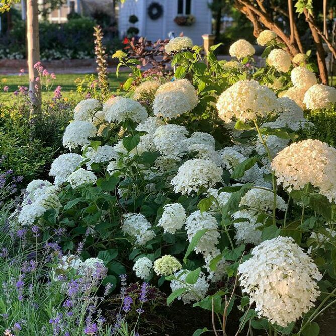アナベル グランデ クリーム アメリカアジサイ 苗 販売 苗木部 By 花