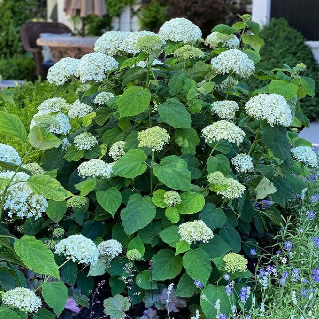 アナベル グランデ クリーム アメリカアジサイ 苗 販売 苗木部 By 花