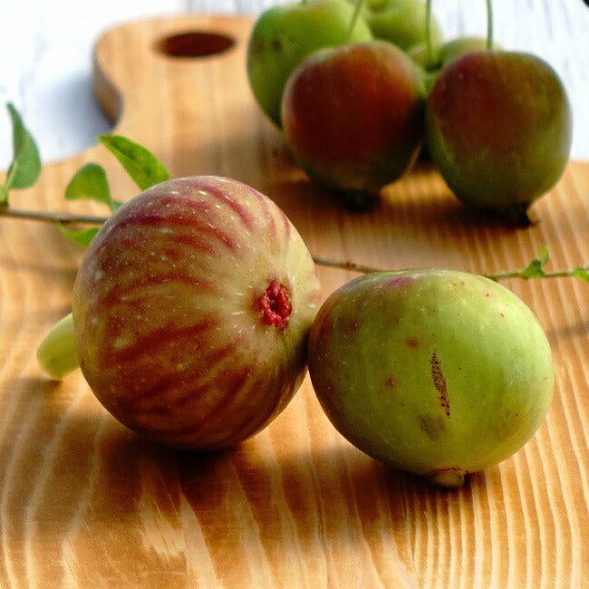 イチジク 秋果専用種 パスティリエ 苗 販売 苗木部 By 花ひろばオンライン