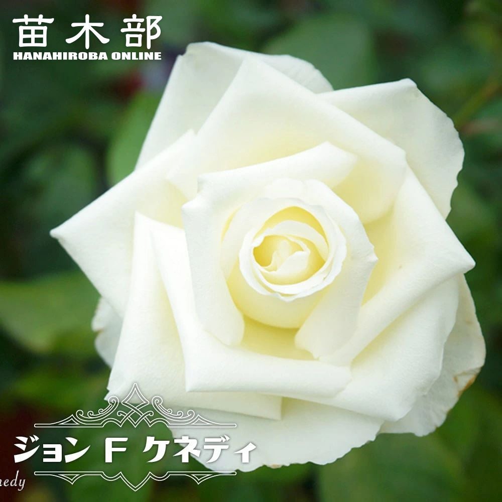 白いバラ | 苗木部 本店 By 花ひろばオンライン