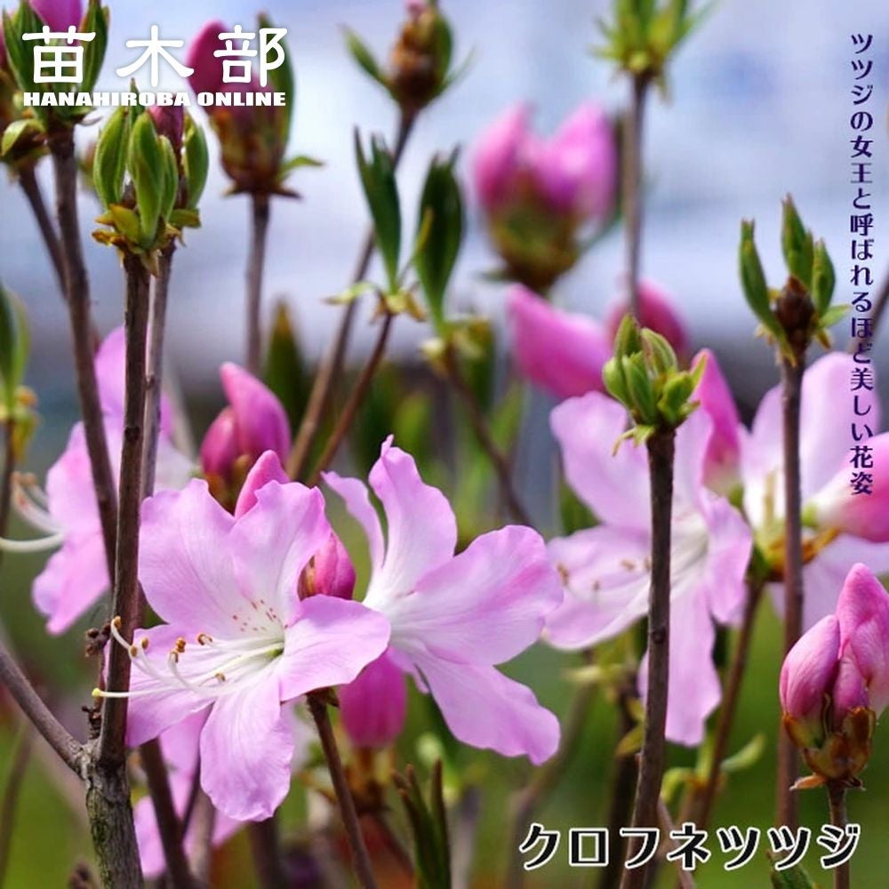 000000143862-01.jpg?size=l&w=