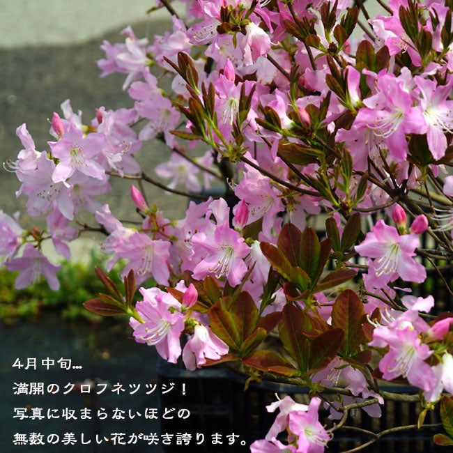 クロフネツツジ 苗 通販 苗木部 By 花ひろばオンライン