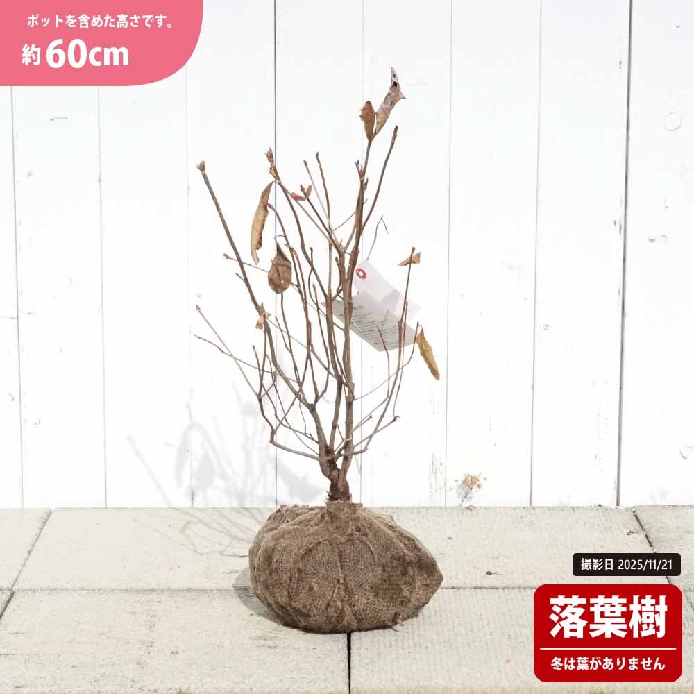 クロフネツツジ 苗 通販 苗木部 By 花ひろばオンライン